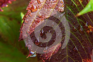 Viticulture wine industry. Drops of rain water on green grape leaves in vineyard