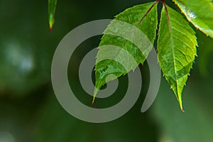 Viticulture wine industry. Drops of rain water on green grape leaves in vineyard