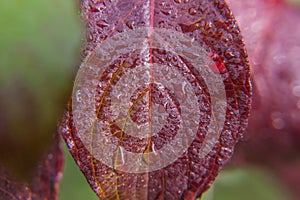 Viticulture wine industry. Drops of rain water on green grape leaves in vineyard