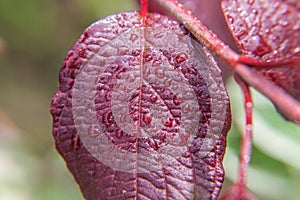 Viticulture wine industry. Drops of rain water on green grape leaves in vineyard