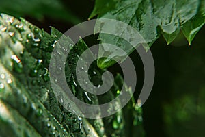 Viticulture wine industry. Drops of rain water on green grape leaves in vineyard