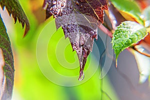 Viticulture wine industry. Drops of rain water on green grape leaves in vineyard