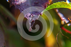 Viticulture wine industry. Drops of rain water on green grape leaves in vineyard