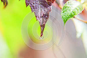 Viticulture wine industry. Drops of rain water on green grape leaves in vineyard