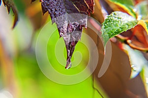 Viticulture wine industry. Drops of rain water on green grape leaves in vineyard