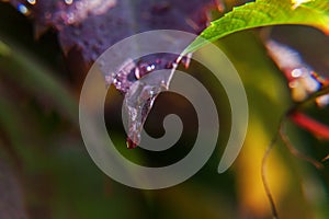 Viticulture wine industry. Drops of rain water on green grape leaves in vineyard