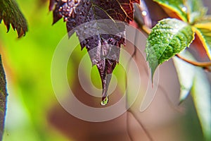 Viticulture wine industry. Drops of rain water on green grape leaves in vineyard