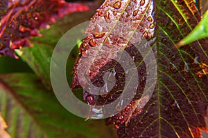 Viticulture wine industry. Drops of rain water on green grape leaves in vineyard