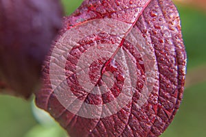 Viticulture wine industry. Drops of rain water on green grape leaves in vineyard