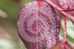 Viticulture wine industry. Drops of rain water on green grape leaves in vineyard