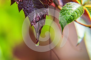 Viticulture wine industry. Drops of rain water on green grape leaves in vineyard