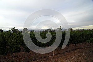 viticulture and winegrowing in Mendoza  Argentina