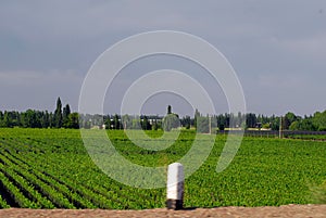 viticulture and winegrowing in Mendoza  Argentina