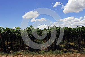 viticulture and winegrowing in Mendoza  Argentina