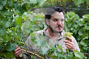 Viticulturist samples Chardonnay grapes in South Australia photo