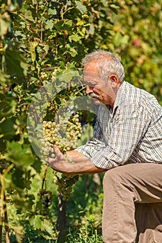 Viticulturist showing grape cluster