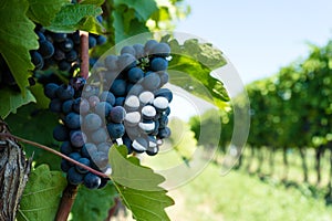 Vitis with blue grapes photo