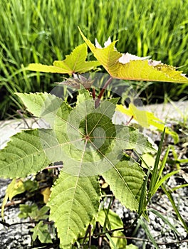 Vitis davidii plant that thrives in the garden