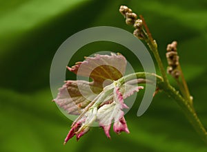 Vitis, flowering grapevine