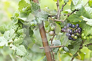 Vitis Vinifera