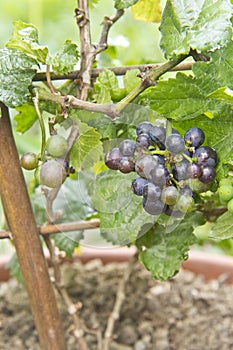 Vitis Vinifera