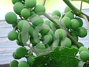 Vitis vinifera, the common grape vine