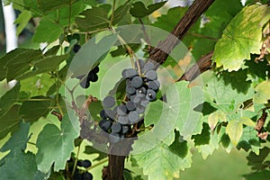 Vitis vinifera \'Erdbeertraube\' produces delicious blue grapes that ripen by August or September. Berlin, Germany