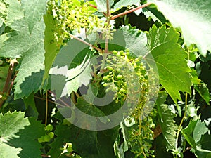 Vitis Vinifera Grape Vine green leaves in the sun. Grape embryo close up.