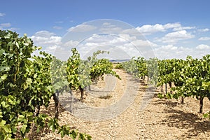 Grapevines in wine making farm photo