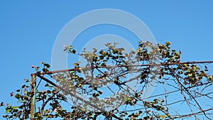 Vitis vinifera grapevine plant with new green leaves and flowers on blue sky in spring