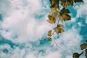 Vitis vinifera leaves on a background of the blue sky