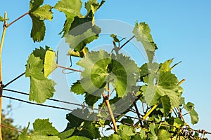 Vitis vinifera leaves on a sunny day.