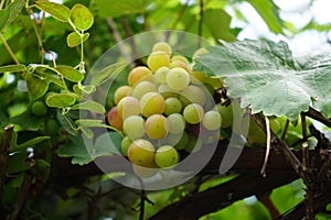 Vitis vinifera \'Neue Ukraine\' produces delicious light brown grapes in August. Berlin, Germany