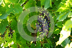 Vitis vinifera \'Pamiat Negrula\' ripens with blue grapes in August. Berlin, Germany