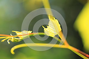 Vitis vinifera plant