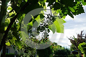 Vitis vinifera \'Regent\' with green fruits ripens on the vine in July. Berlin, Germany