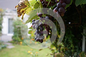 Vitis vinifera `Regent` produces delicious blue-purple grapes that ripen by September or October. Berlin, Germany