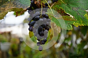 Vitis vinifera `Regent` produces delicious blue-purple grapes that ripen by September or October. Berlin, Germany