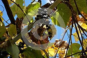 Vitis vinifera \'Regent\' produces delicious blue-purple grapes that ripen by September or October. Berlin, Germany