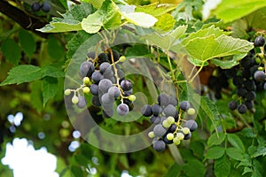 Vitis vinifera \'Regent\' produces delicious blue-purple grapes that ripen by September or October. Berlin, Germany