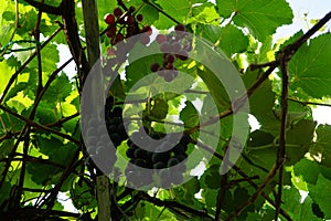 Vitis vinifera \'Regent\' and Vitis vinifera \'Einset seedless\' grow in September. Berlin, Germany