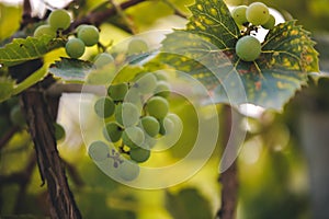 Vitis vinifera with unripe fruits. white vine in the autumn. rich grape harvest in the village