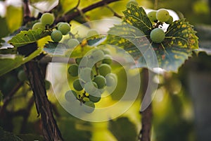 Vitis vinifera with unripe fruits. white vine in the autumn. rich grape harvest in the village