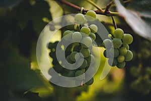 Vitis vinifera with unripe fruits. white vine in the autumn. rich grape harvest in the village