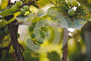 Vitis vinifera with unripe fruits. white vine in the autumn. rich grape harvest in the village