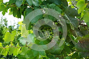 The Vitis vinifera vine grows in August. Rhodes Island, Greece