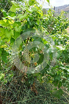 The Vitis vinifera vine grows in August. Rhodes Island, Greece