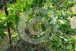 The Vitis vinifera vine grows in August. Rhodes Island, Greece