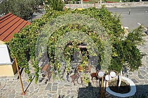 The Vitis vinifera vine grows in August. Rhodes Island, Greece