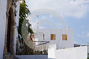 The Vitis vinifera vine grows in August. Rhodes Island, Greece